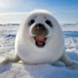 Meet your Posher, Devin